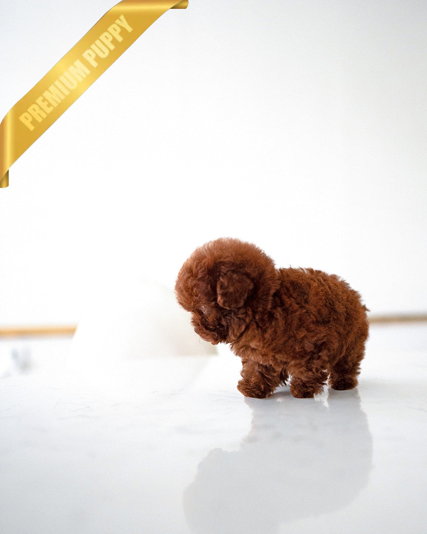 VELVET - FEMALE (PURCHASED by ARMANDINA) - ROLLY TEACUP PUPPIES - TEACUP PUPPY FOR SALE