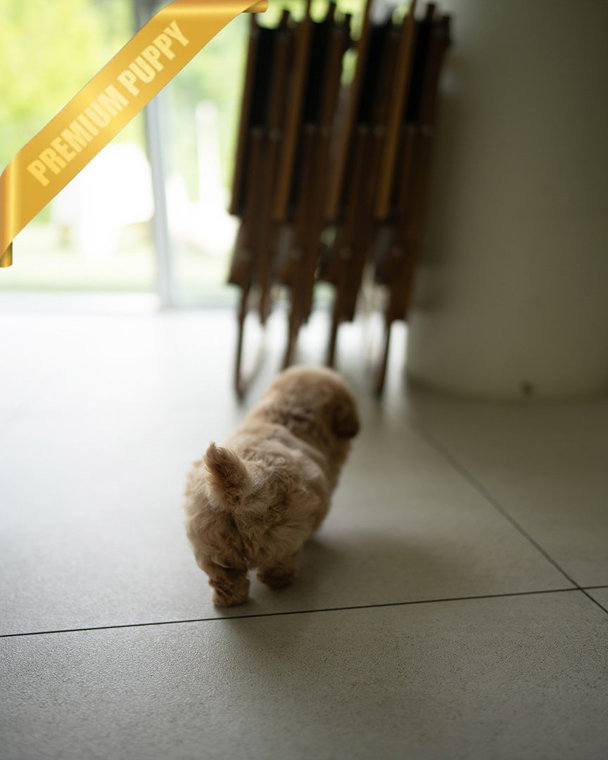 BISCUIT - MALE (PURCHASED by WILLIAM) - ROLLY TEACUP PUPPIES - TEACUP PUPPY FOR SALE