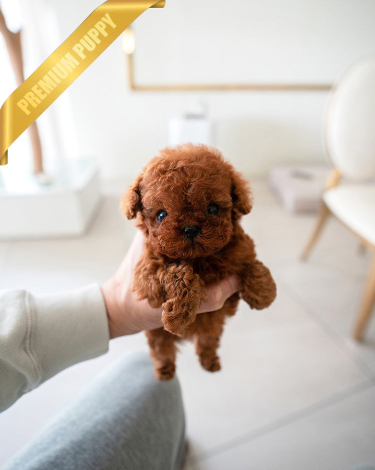 AMELIA - FEMALE (PURCHASED by ESTEFANIA) - ROLLY TEACUP PUPPIES - TEACUP PUPPY FOR SALE