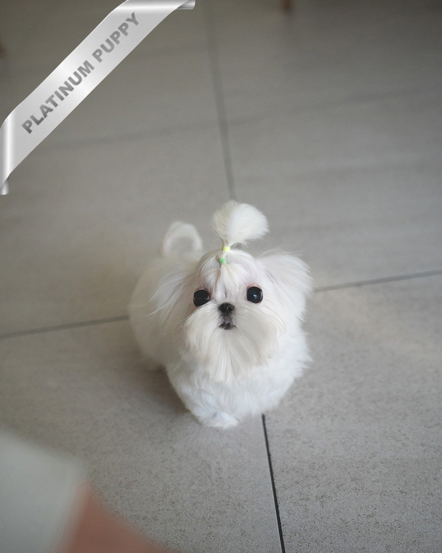 BENTLEY - MALE (PURCHASED by LILLIAN) - ROLLY TEACUP PUPPIES - TEACUP PUPPY FOR SALE