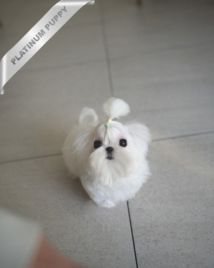 BENTLEY - MALE (PURCHASED by LILLIAN) - ROLLY TEACUP PUPPIES - TEACUP PUPPY FOR SALE