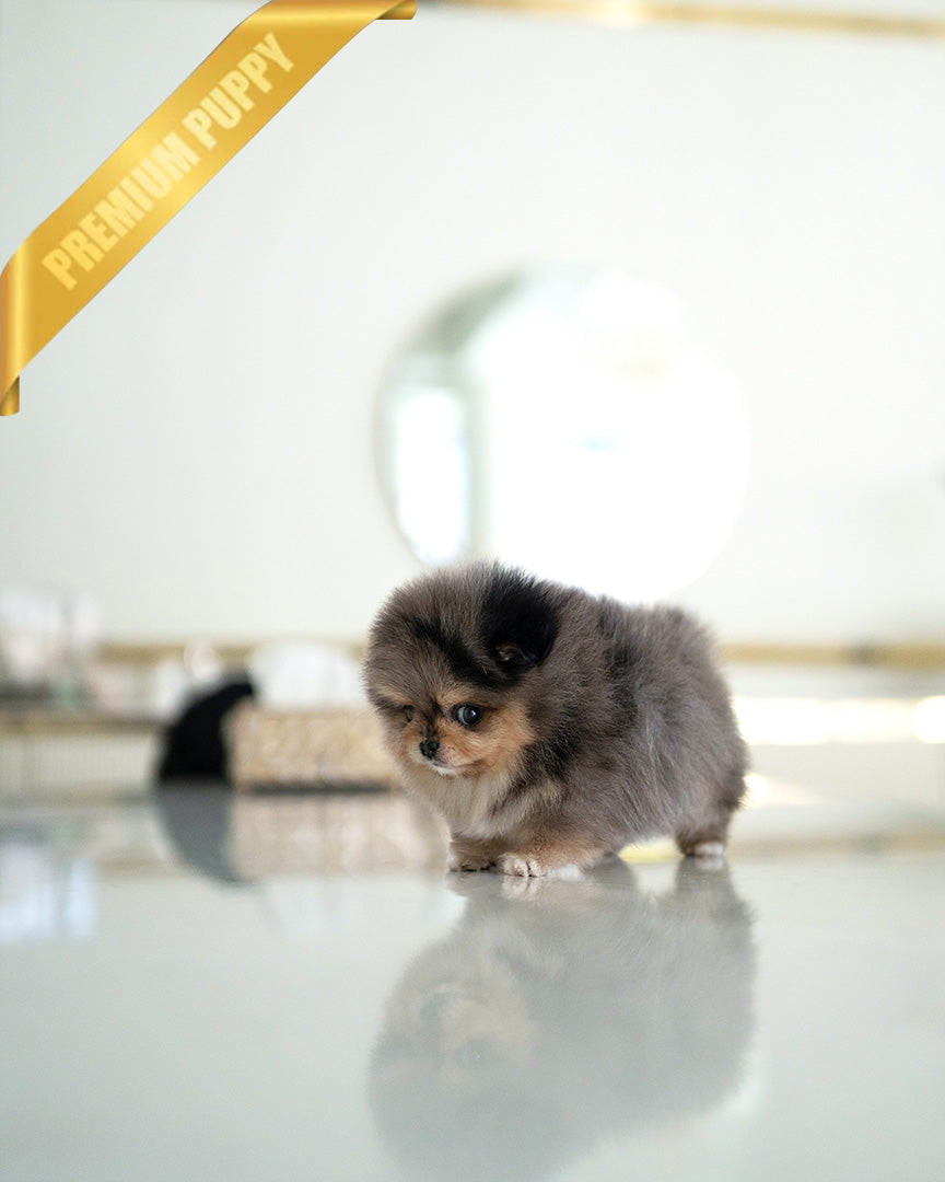 BAMBI - MALE (PURCHASED by ANA) - ROLLY TEACUP PUPPIES - TEACUP PUPPY FOR SALE