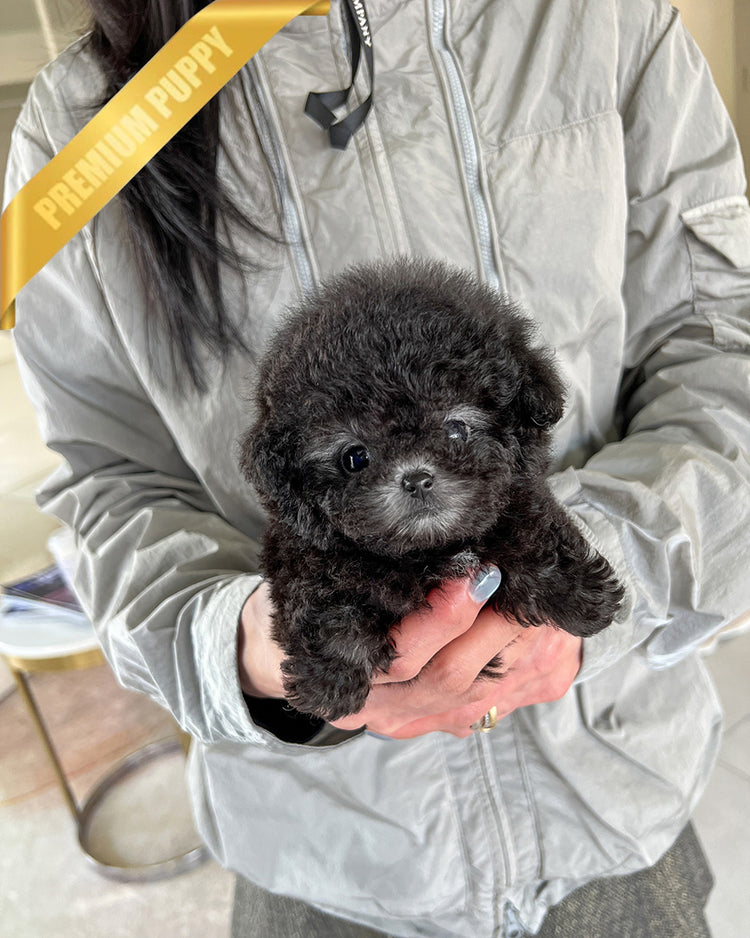 MISTY - FEMALE (PURCHASED by ANONYMOUS) - ROLLY TEACUP PUPPIES - TEACUP PUPPY FOR SALE