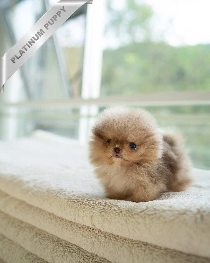 NUTELLA - MALE (PURCHADED by HANAN) - ROLLY TEACUP PUPPIES - TEACUP PUPPY FOR SALE