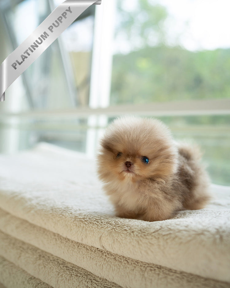 NUTELLA - MALE (PURCHADED by HANAN) - ROLLY TEACUP PUPPIES - TEACUP PUPPY FOR SALE