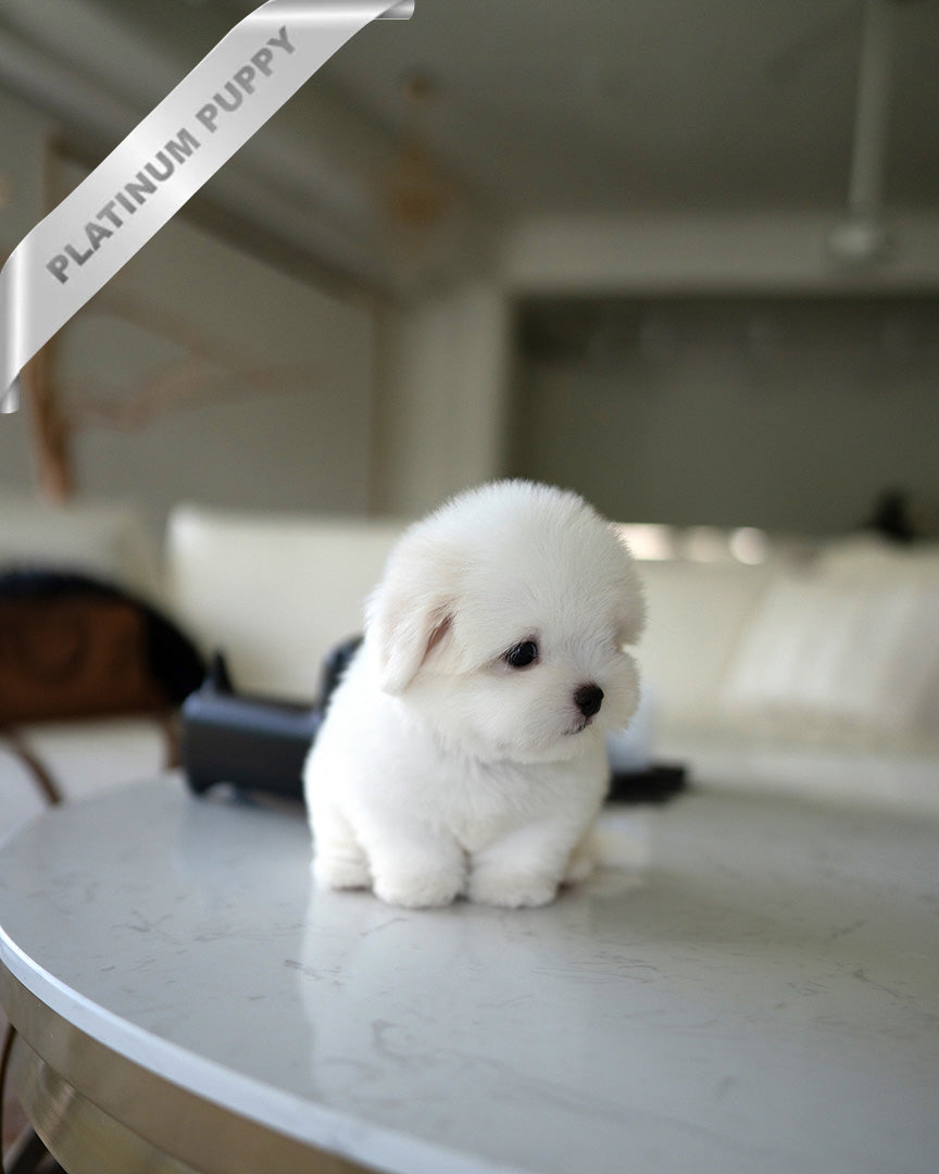 BIANCA- FEMALE - ROLLY TEACUP PUPPIES - TEACUP PUPPY FOR SALE