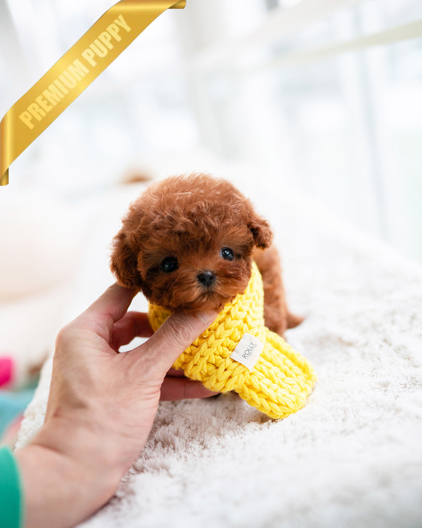 MONTY - MALE (PURCHASED by JUSTINA) - ROLLY TEACUP PUPPIES -