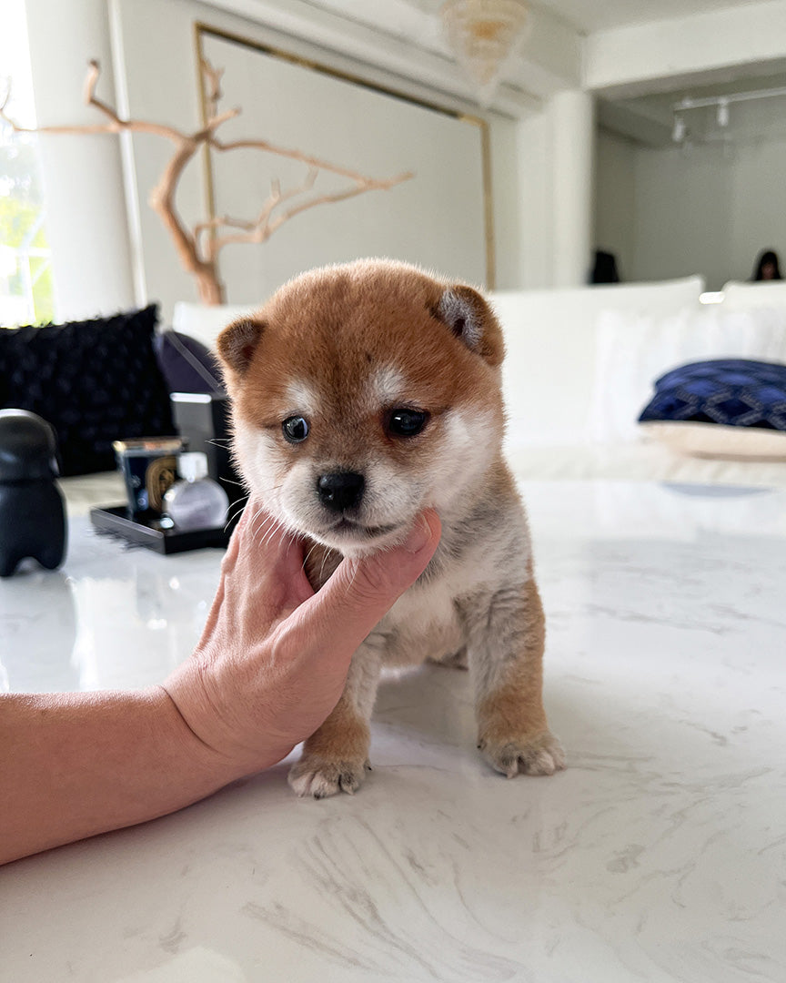 LUCA - MALE - ROLLY TEACUP PUPPIES - TEACUP PUPPY FOR SALE