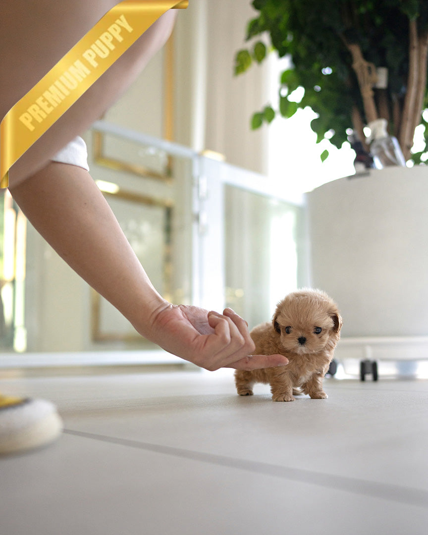 SKY - MALE (PURCHASED by OLIVIA) - ROLLYPUPS OFFICIAL