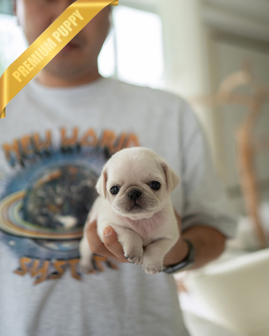 WRINKLES - FEMALE (PURCHASED by CHEN) - ROLLY TEACUP PUPPIES - TEACUP PUPPY FOR SALE