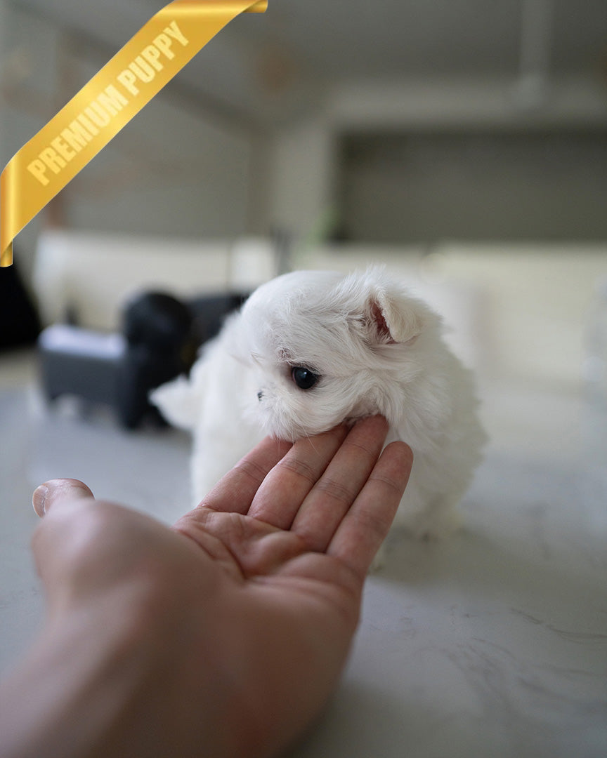 ARCHIE - MALE (PURCHASED by PATRICIA) - ROLLY TEACUP PUPPIES - TEACUP PUPPY FOR SALE