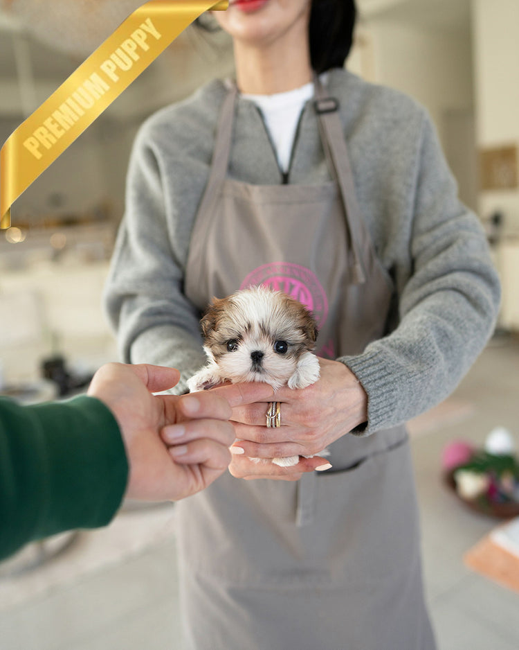 BENNY - MALE (PURCHASED by AKIRA) - ROLLY TEACUP PUPPIES - TEACUP PUPPY FOR SALE