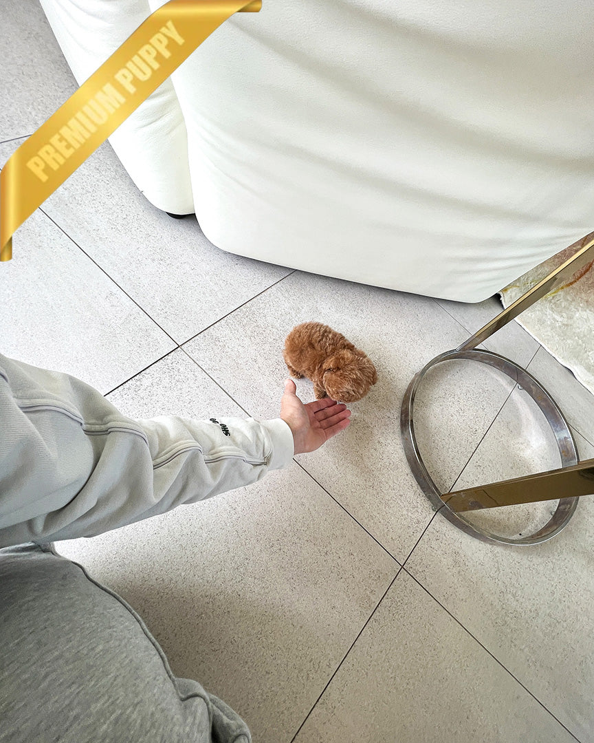 HENRI - MALE (PURCHASED by CHLOE) - ROLLYPUPS OFFICIAL