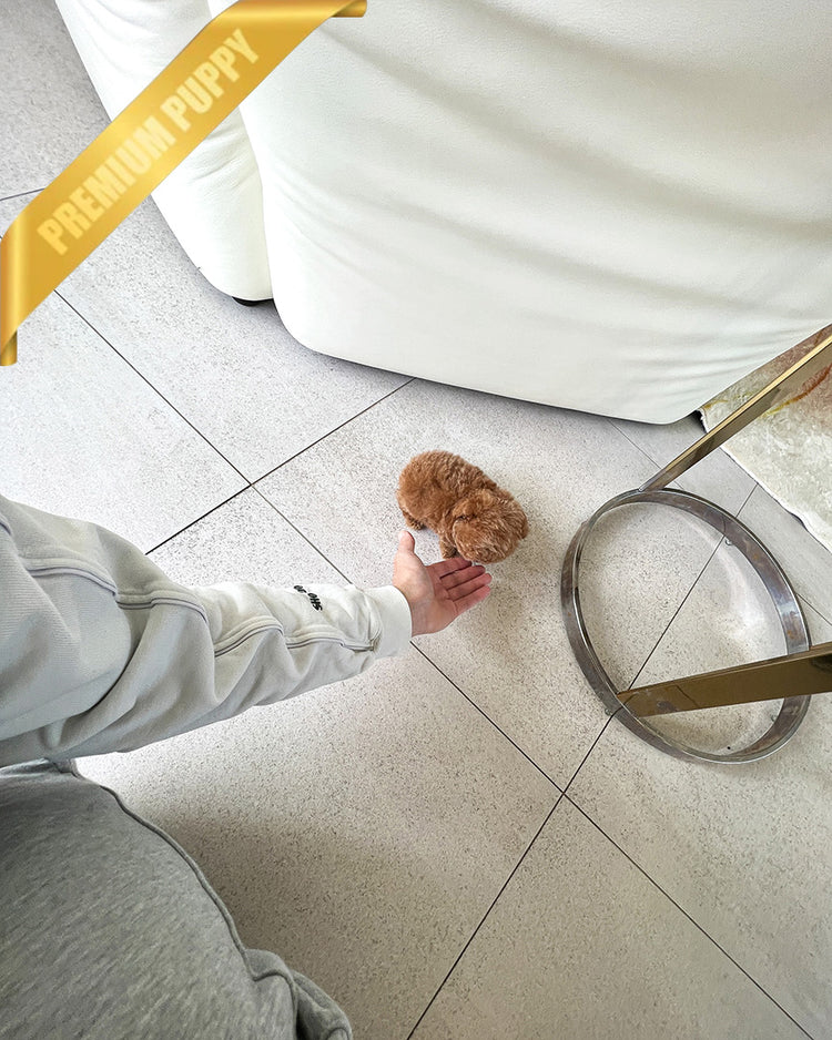 HENRI - MALE (PURCHASED by CHLOE) - ROLLYPUPS OFFICIAL