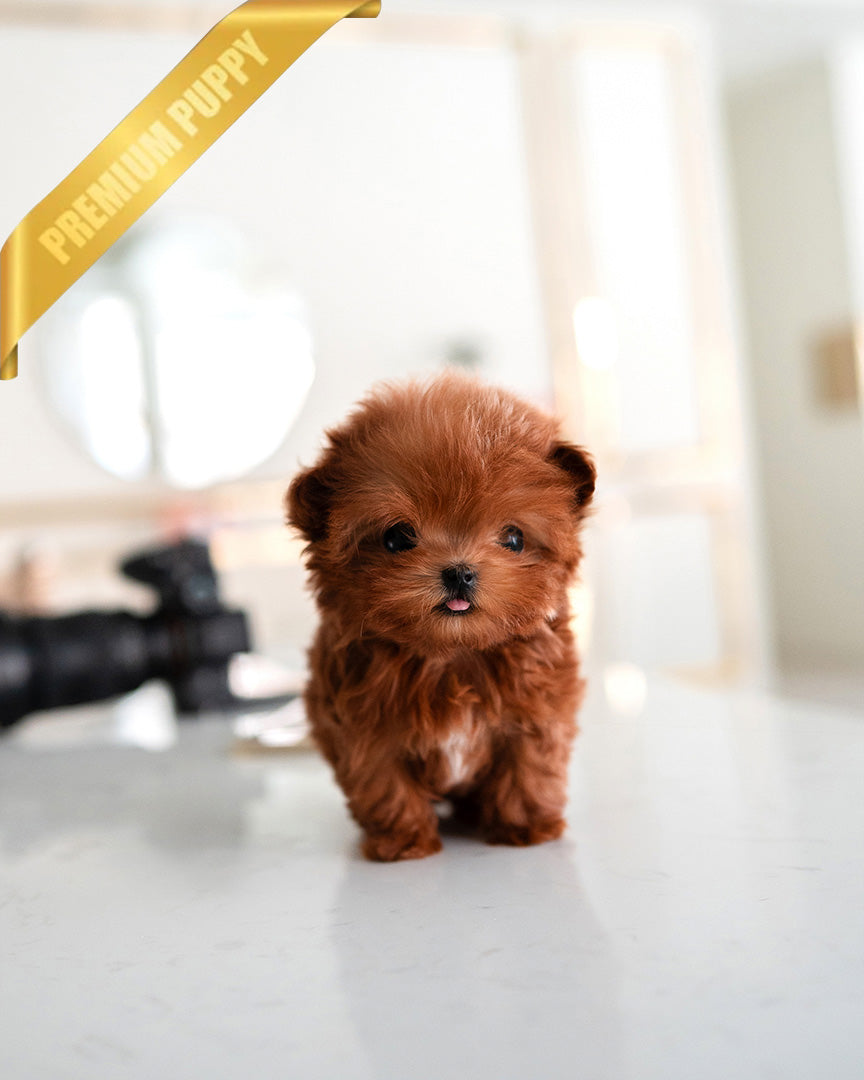BOOMER - MALE (PURCHASED by SAMIRA) - ROLLY TEACUP PUPPIES - TEACUP PUPPY FOR SALE