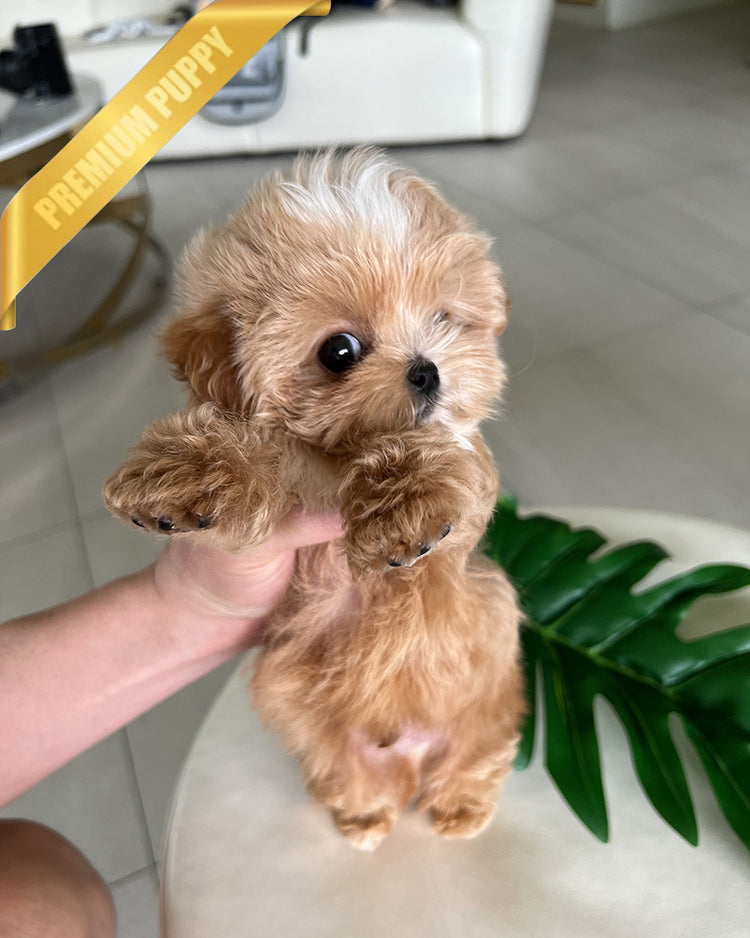 MYLES - MALE (PURCHASED by ROMAN) - ROLLY TEACUP PUPPIES - TEACUP PUPPY FOR SALE