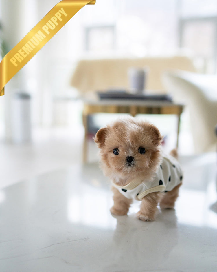 TOFFEE - FEMALE (PURCHASED by ALIREZA) - ROLLY TEACUP PUPPIES -