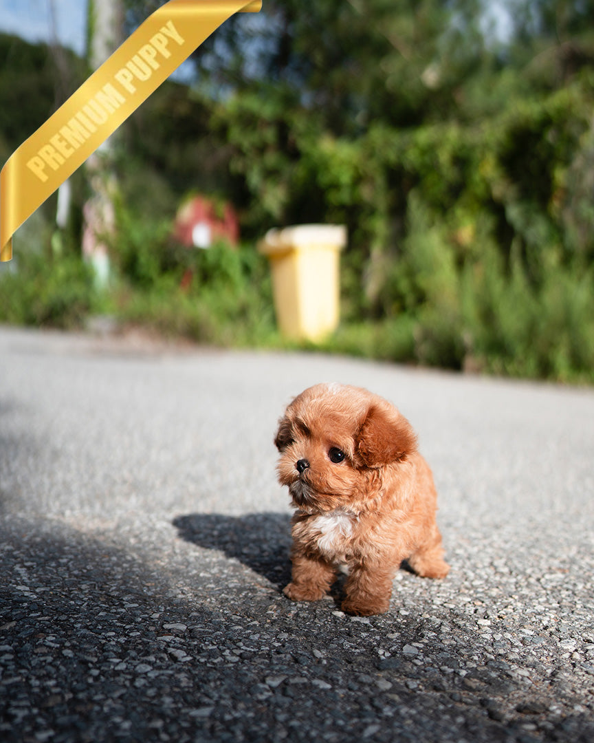 JESSICA - FEMALE (RESERVED by LOURDES) - ROLLY TEACUP PUPPIES - TEACUP PUPPY FOR SALE