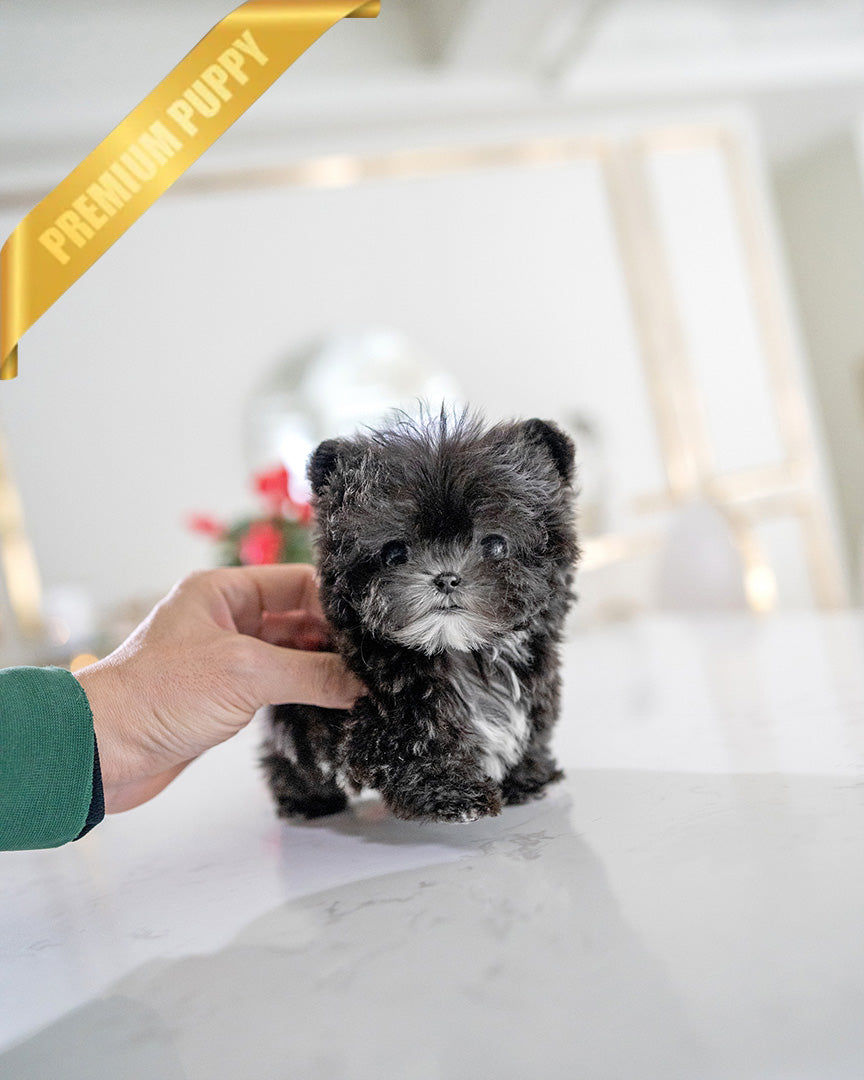 PICO - MALE (RESERVED by HARLOW & LANDON) - ROLLY TEACUP PUPPIES - TEACUP PUPPY FOR SALE