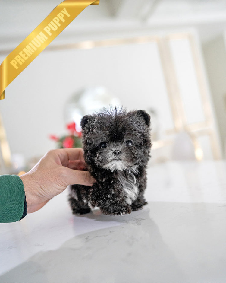 PICO - MALE (RESERVED by HARLOW & LANDON) - ROLLY TEACUP PUPPIES - TEACUP PUPPY FOR SALE