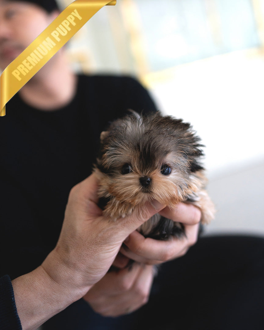ZOEY - FEMALE (RESERVED by LAUR) - ROLLY TEACUP PUPPIES - TEACUP PUPPY FOR SALE