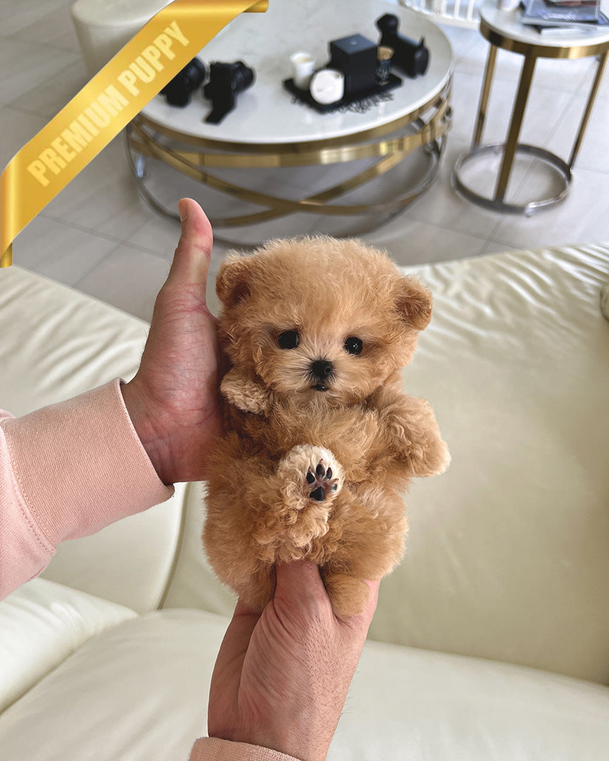 GINGER - MALE (RESERVED by DEANA)