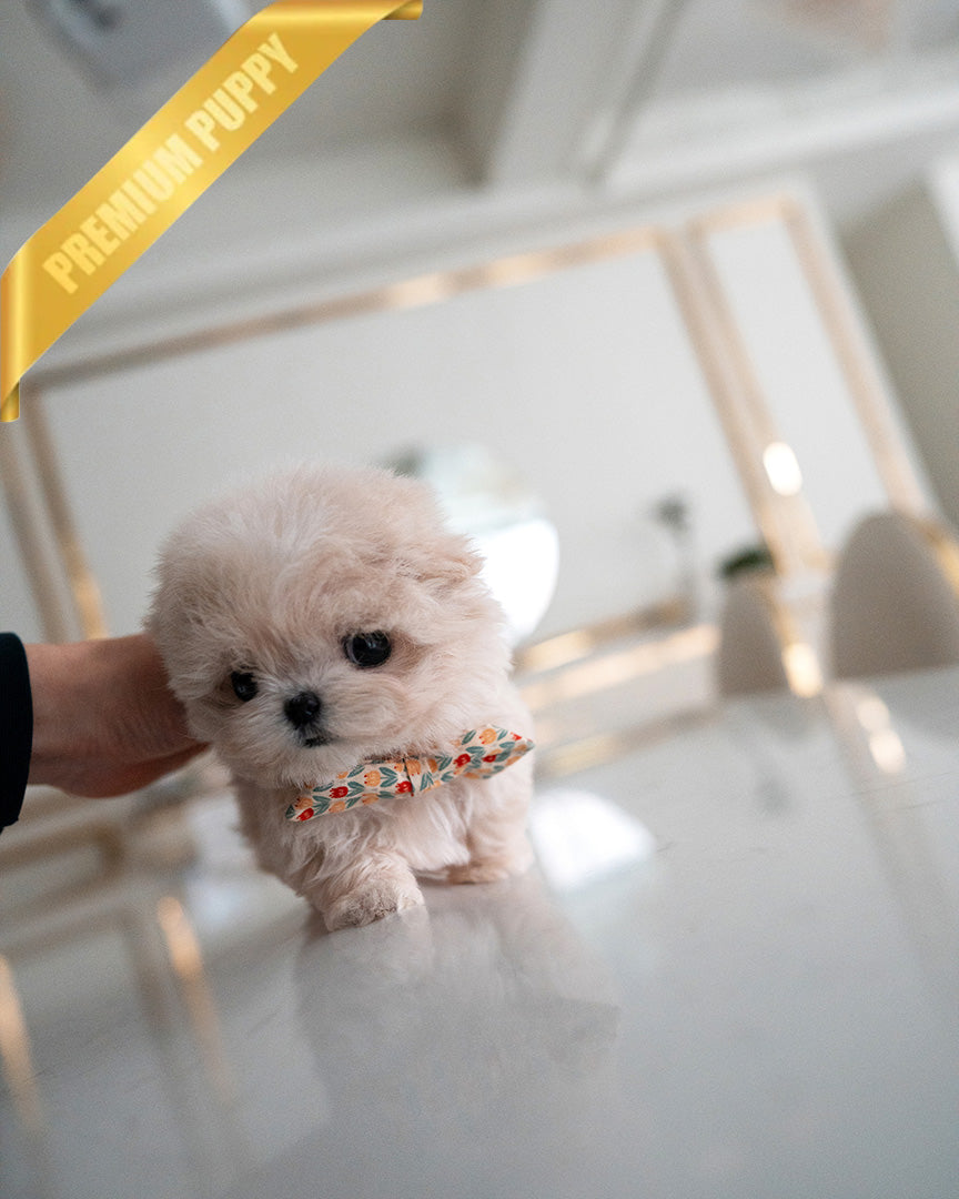 LYRA - FEMALE (PURCHASED by MARIA) - ROLLY TEACUP PUPPIES - TEACUP PUPPY FOR SALE