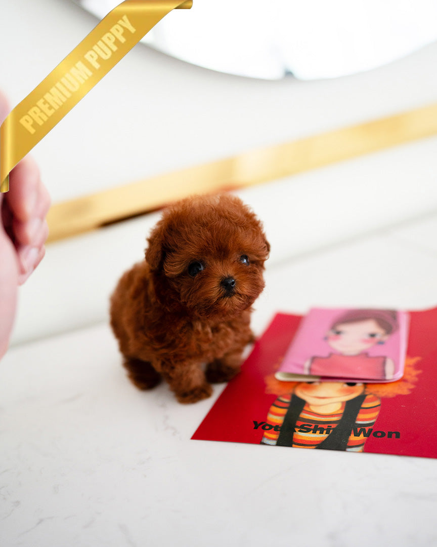 SIENNA - FEMALE (RESERVED by  ROBERT) - ROLLY TEACUP PUPPIES - TEACUP PUPPY FOR SALE