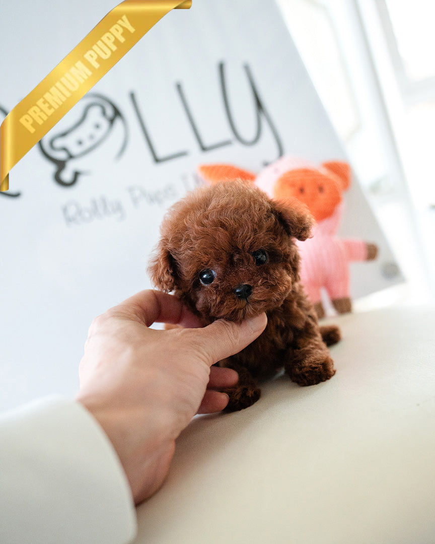 TIPPY - FEMALE (PURCHASED by COURTNEY) - ROLLY TEACUP PUPPIES - TEACUP PUPPY FOR SALE