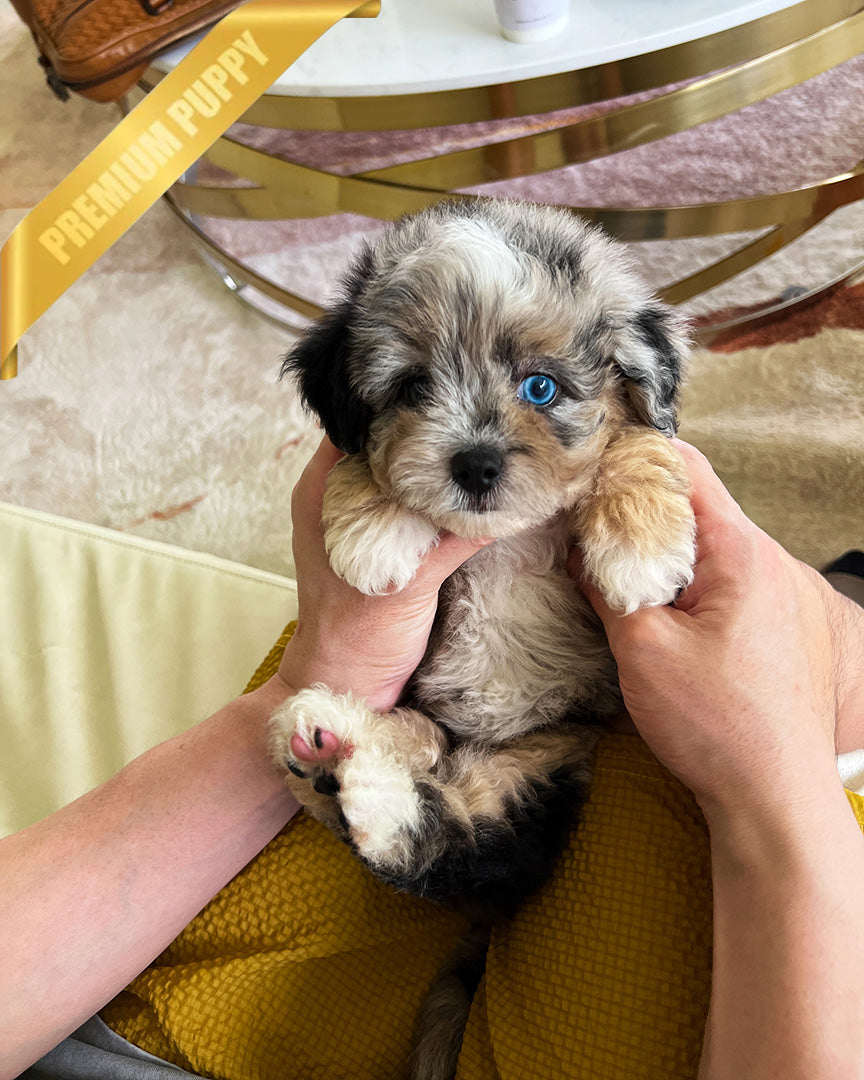 TRIXIE - FEMALE (PURCHASED by DANIEL) - ROLLY TEACUP PUPPIES - TEACUP PUPPY FOR SALE