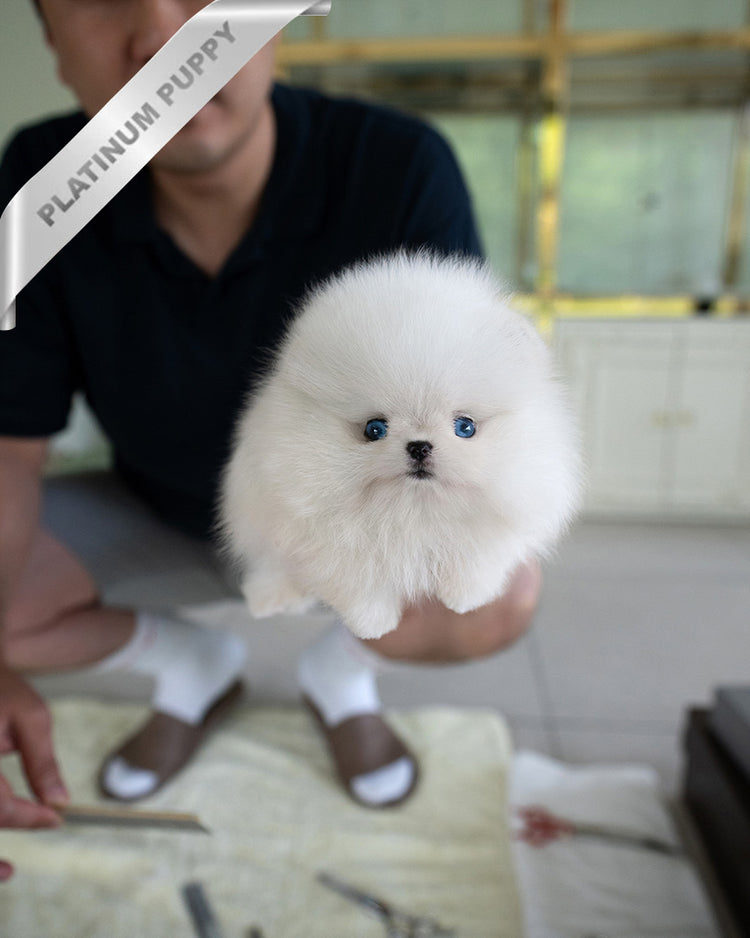 KYLE - MALE - ROLLY TEACUP PUPPIES - TEACUP PUPPY FOR SALE
