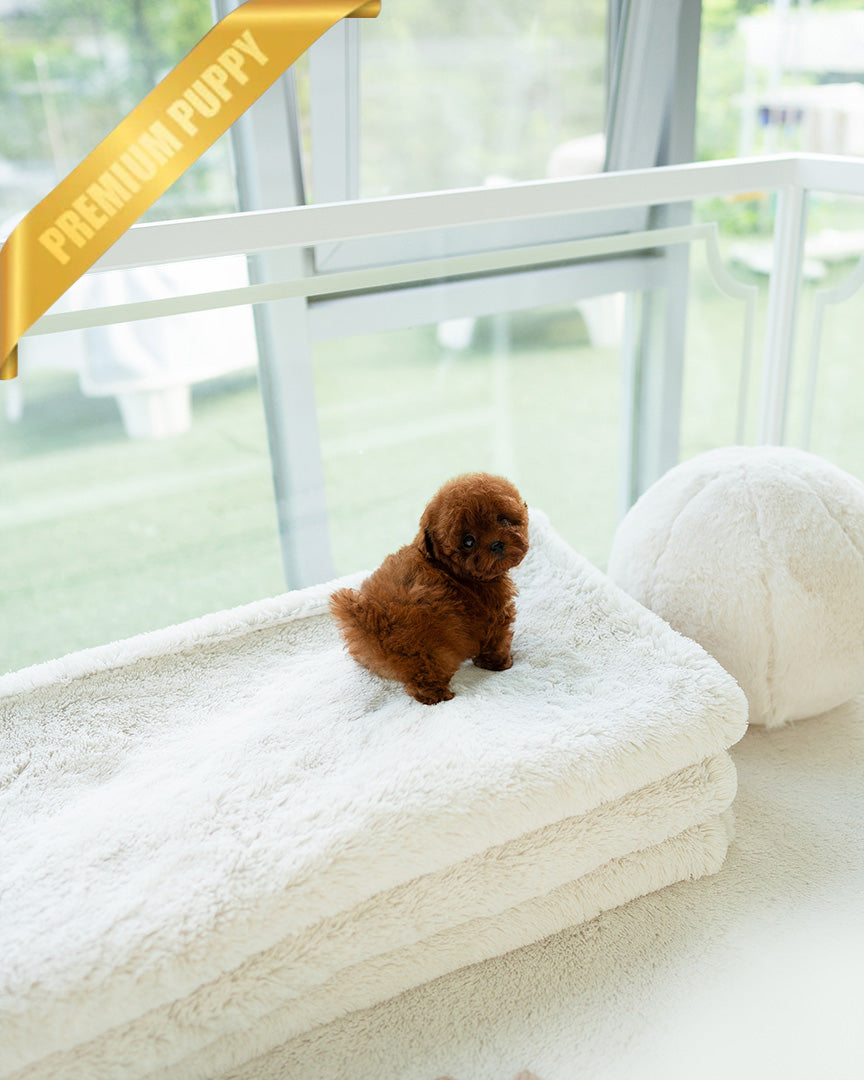 SIENNA - FEMALE (RESERVED by SARA) - ROLLY TEACUP PUPPIES - TEACUP PUPPY FOR SALE