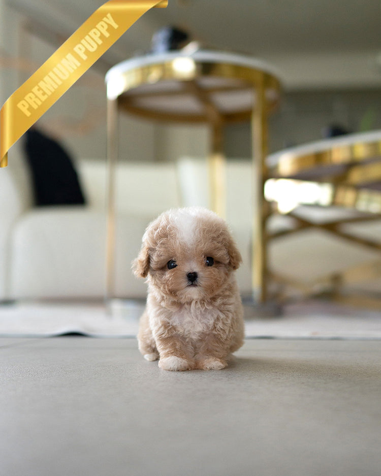 LYRA - FEMALE (PURCHASED by HANA) - ROLLYPUPS OFFICIAL