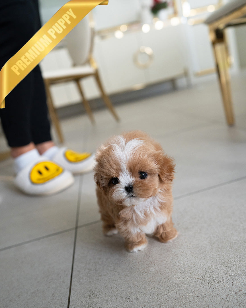 LYRA - FEMALE (PURCHASED by MICHELLE) - ROLLY TEACUP PUPPIES -