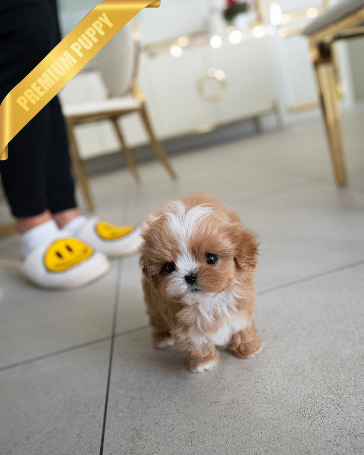 LYRA - FEMALE (PURCHASED by MICHELLE) - ROLLY TEACUP PUPPIES -