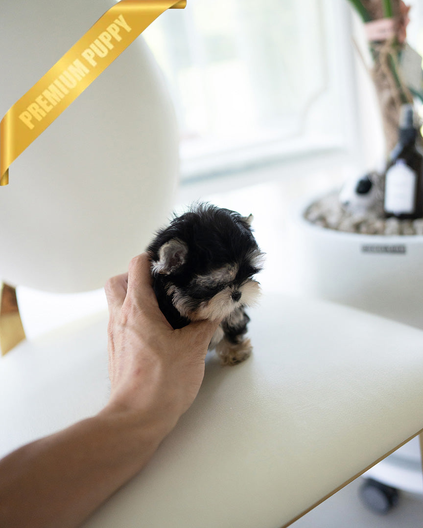 ROVER - MALE (PURCHASED by ITZIA) - ROLLYPUPS OFFICIAL