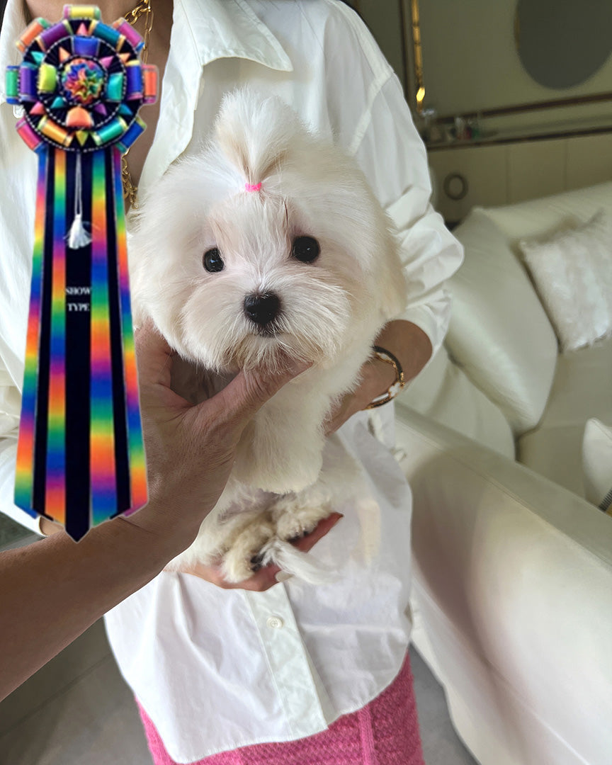 JADE - FEMALE (PURCHASED by MARIA) - ROLLYPUPS OFFICIAL