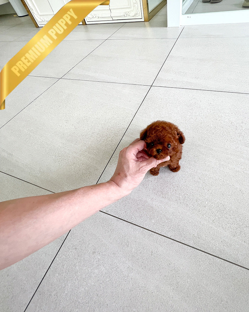 AMBER - FEMALE (RESERVED by MARIA) - ROLLY TEACUP PUPPIES - TEACUP PUPPY FOR SALE