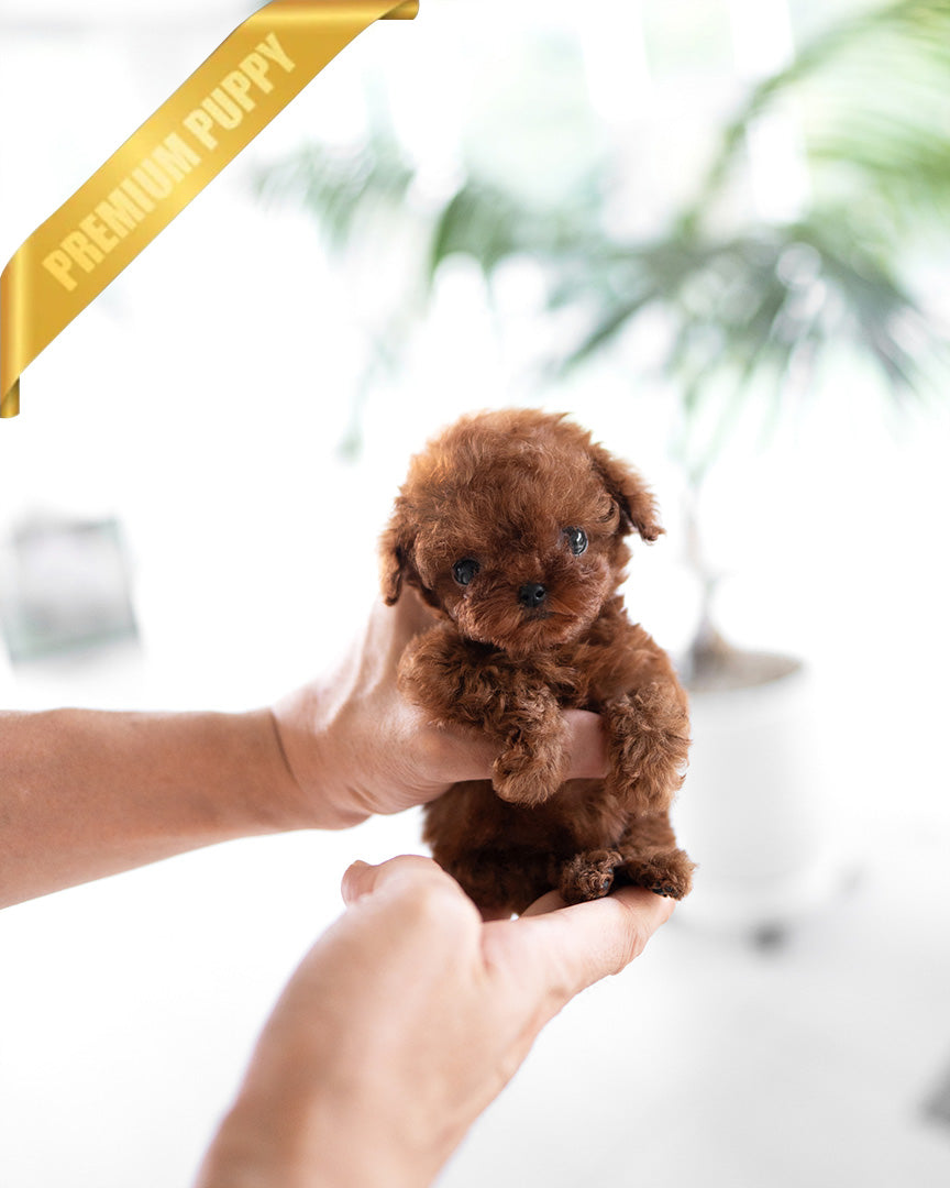 Buy cinnamon micro poodle best sale