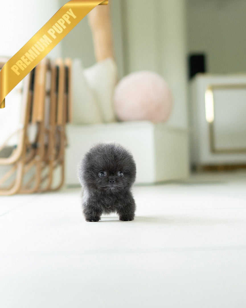 INDIGO  - MALE (PURCHASED by JENNY) - ROLLY TEACUP PUPPIES - TEACUP PUPPY FOR SALE