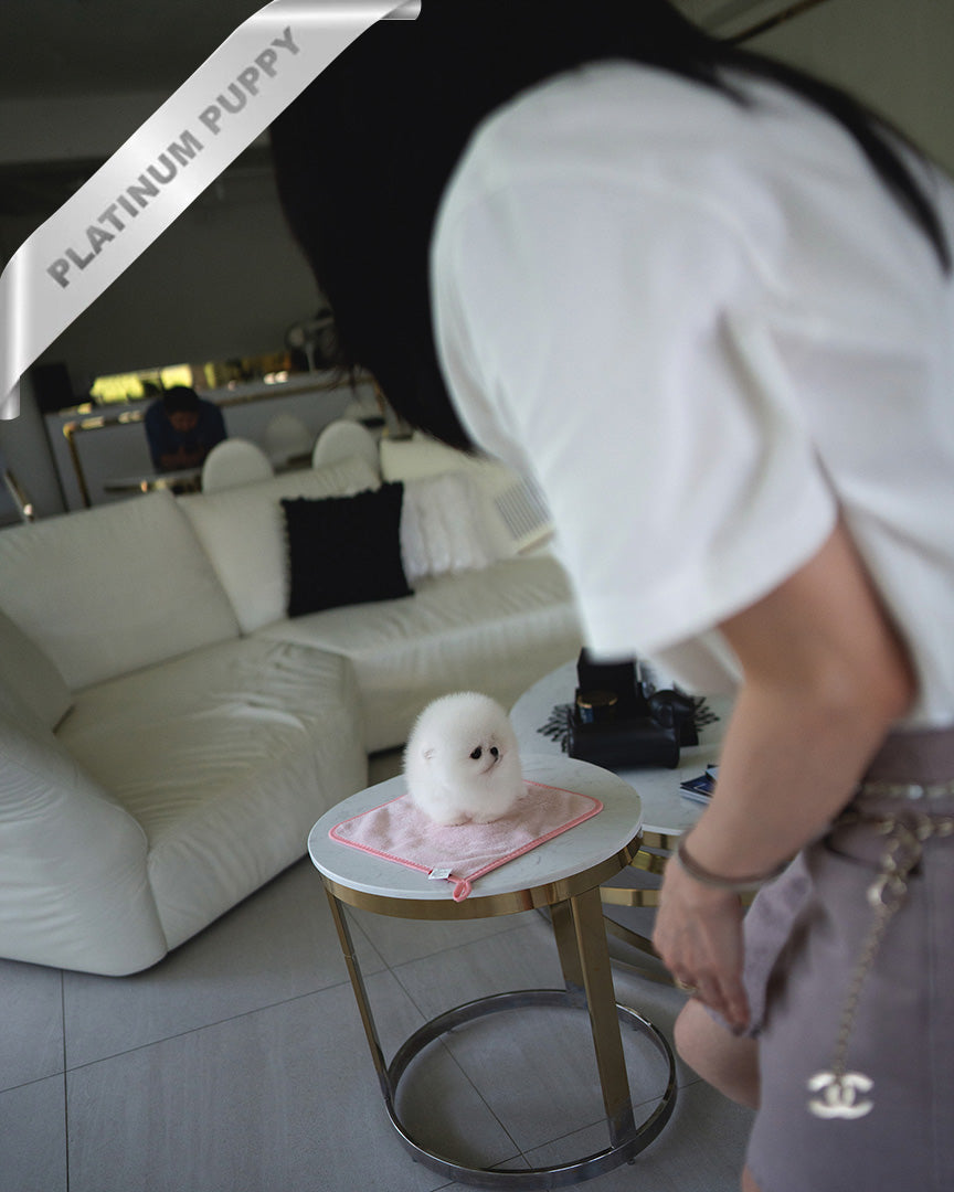 TAYLOR - MALE (PURCHASED by ALVARO) - ROLLY TEACUP PUPPIES - TEACUP PUPPY FOR SALE