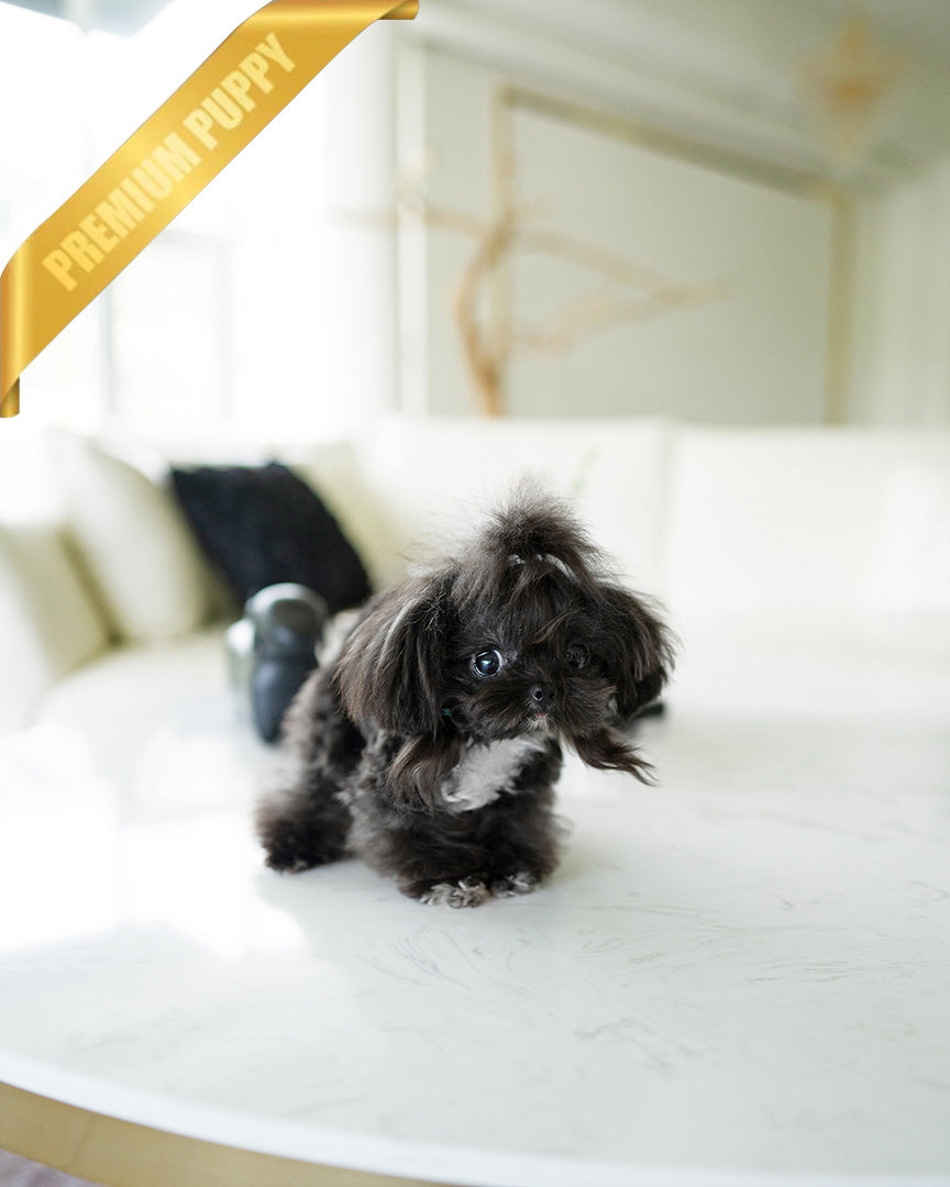 PIPPA - FEMALE (PURCHASED by JANE) - ROLLY TEACUP PUPPIES - TEACUP PUPPY FOR SALE