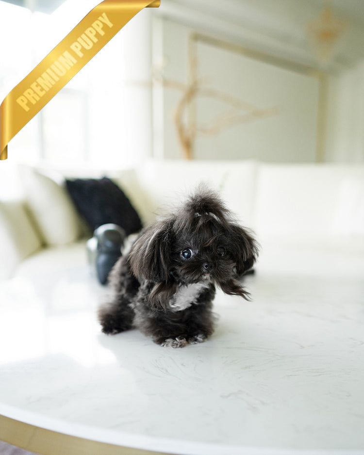 PIPPA - FEMALE (PURCHASED by JANE) - ROLLY TEACUP PUPPIES - TEACUP PUPPY FOR SALE