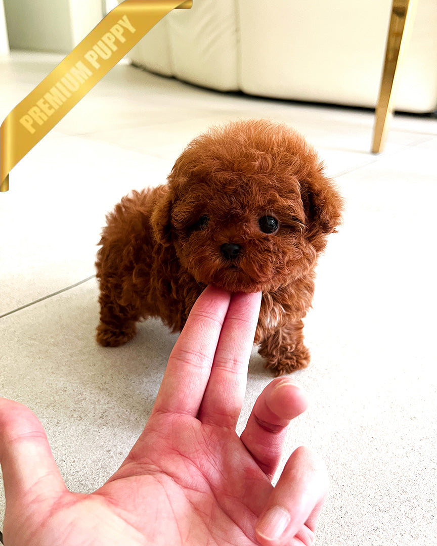 ARLO - MALE (PURCHASED by KIMBERLY) - ROLLY TEACUP PUPPIES - TEACUP PUPPY FOR SALE