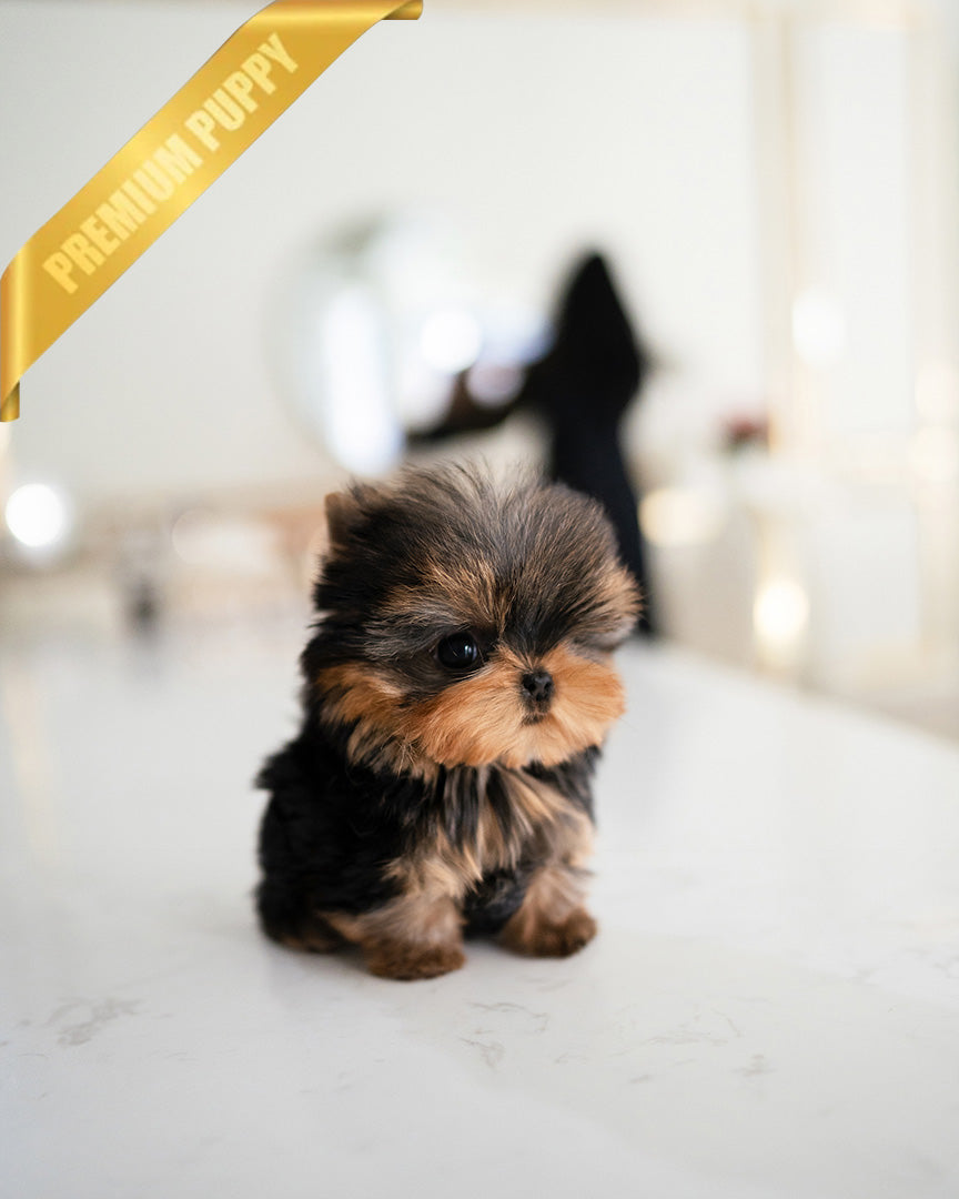 EMMA - FEMALE (PURCHASED by MONICA) - ROLLY TEACUP PUPPIES -