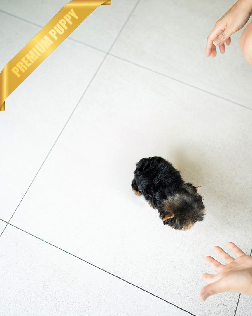 STELLA - FEMALE (PURCHASED by ANT) - ROLLYPUPS OFFICIAL