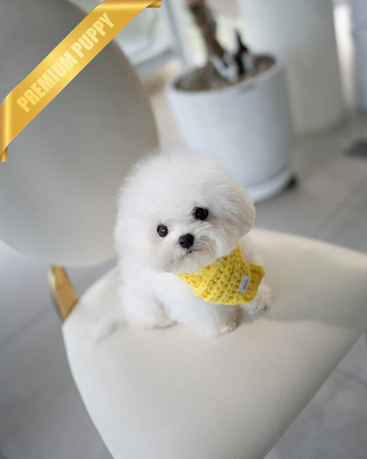 GIGI - FEMALE (PURCHASED by LAUREN) - ROLLY TEACUP PUPPIES