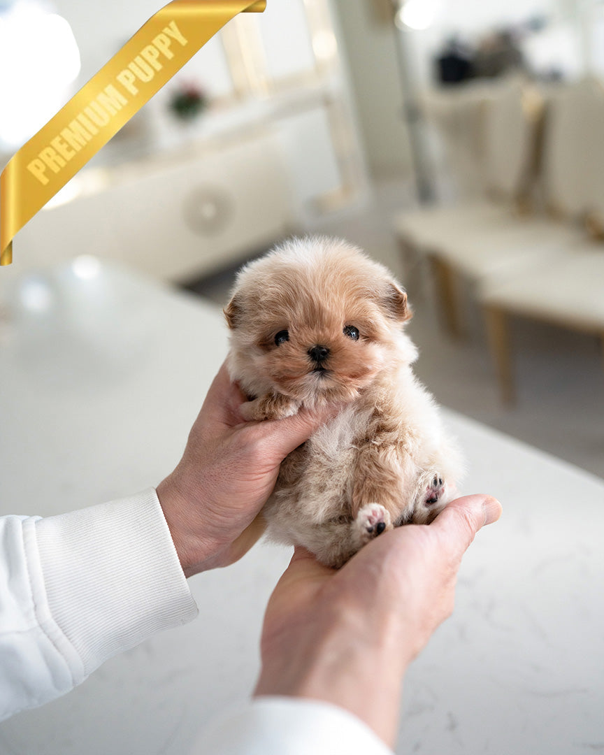 COCO - FEMALE (PURCHASED by BELEN) - ROLLY TEACUP PUPPIES - TEACUP PUPPY FOR SALE