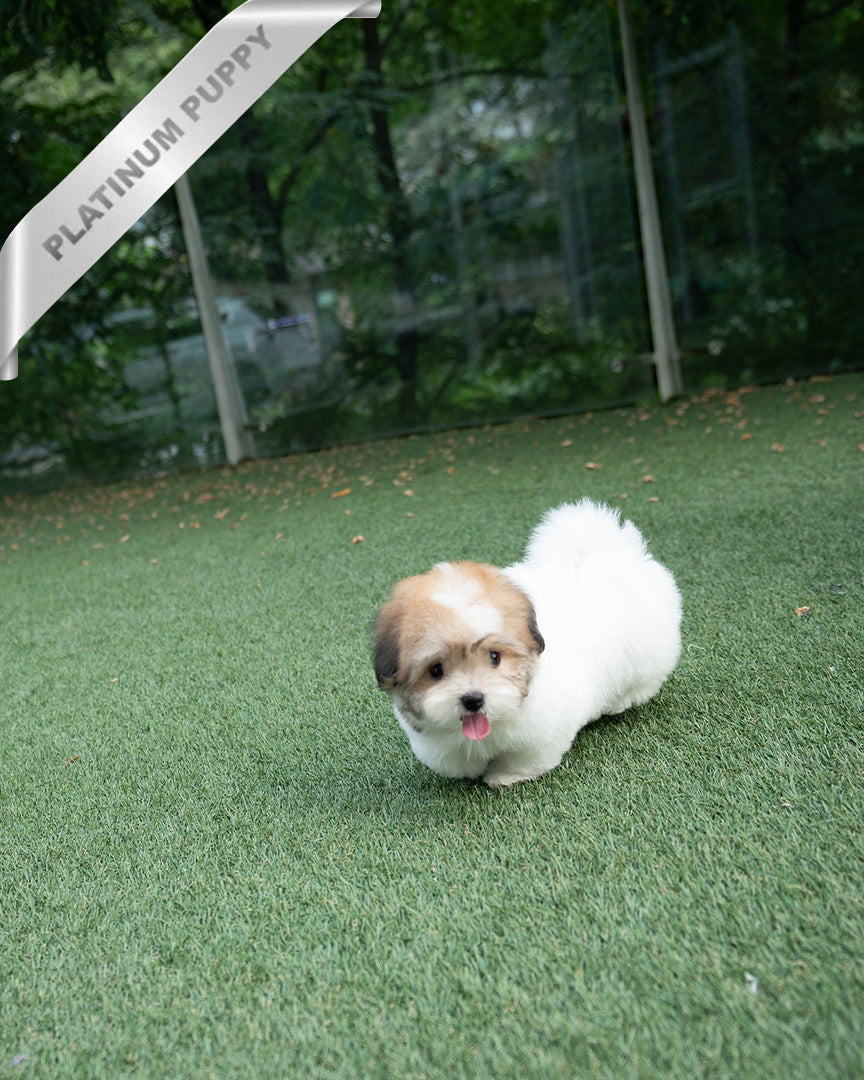 TAFFY - FEMALE (PURCHASED by DEDDY) - ROLLY TEACUP PUPPIES - TEACUP PUPPY FOR SALE