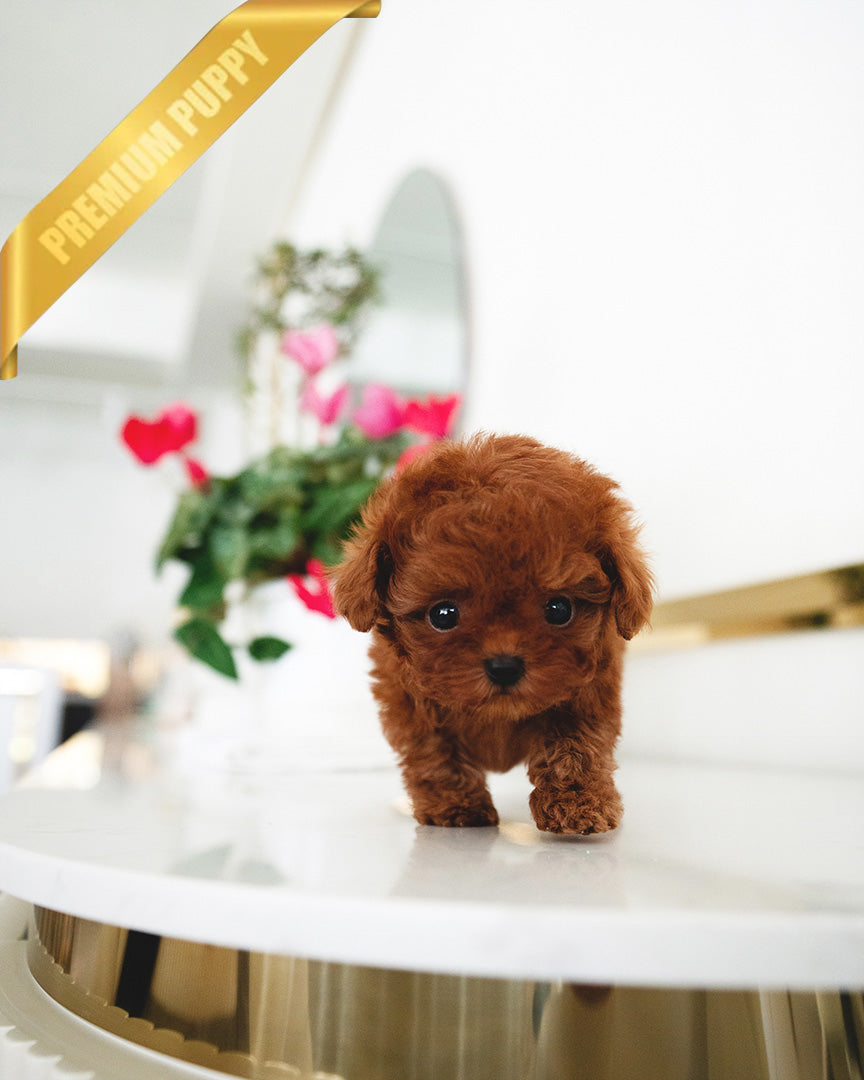 LADY - FEMALE (PURCHASED by CLAUDIA) - ROLLY TEACUP PUPPIES - TEACUP PUPPY FOR SALE